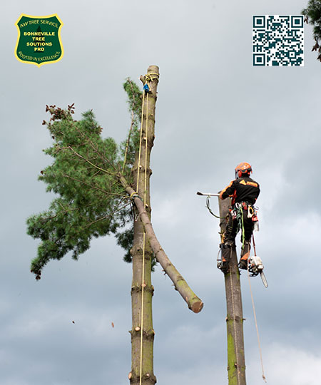 Tree Service in Idaho Falls - Bonneville Tree Solutions